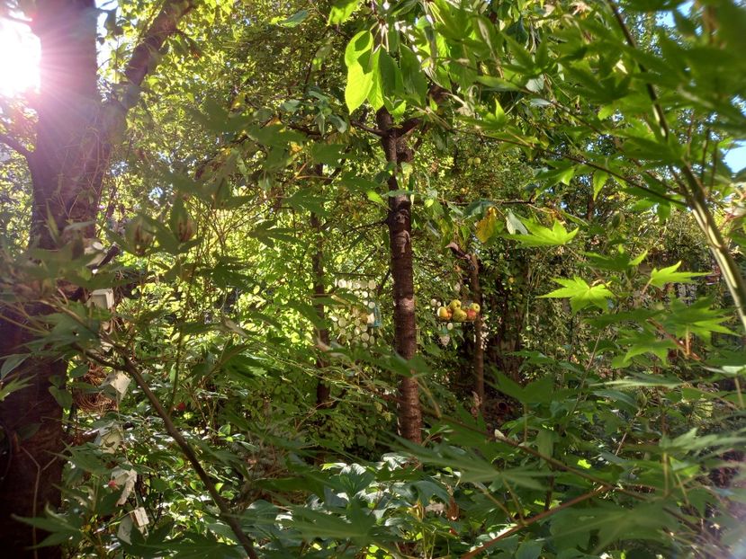  - Grădina 2022 continuare 3