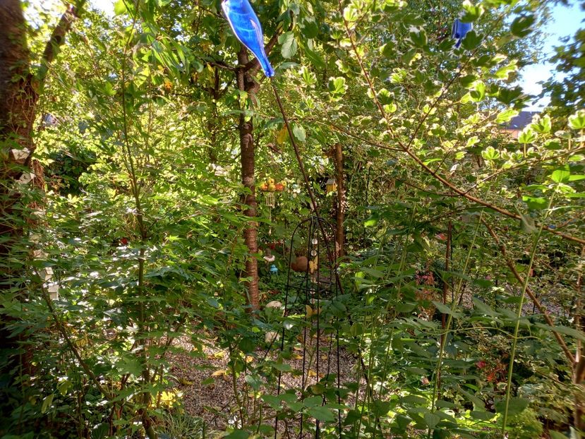  - Grădina 2022 continuare 3