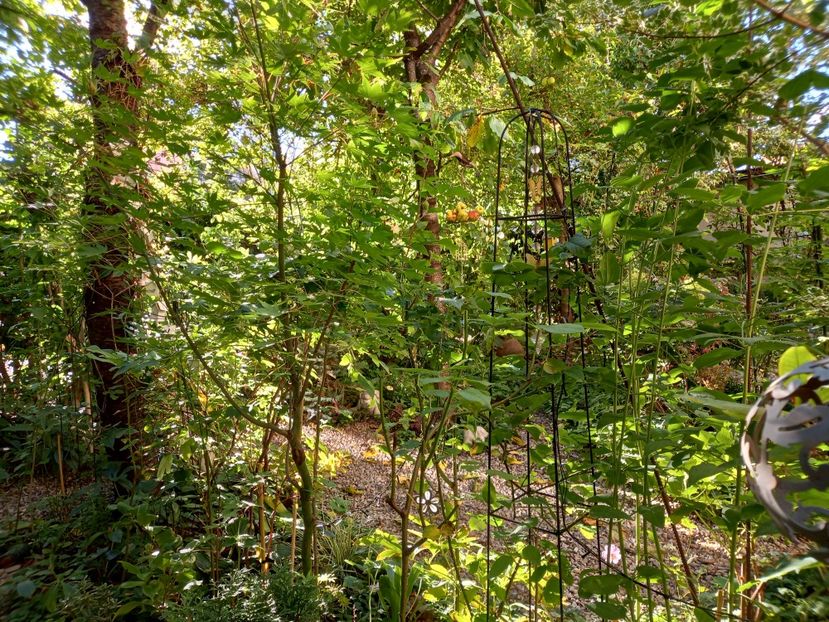  - Grădina 2022 continuare 3