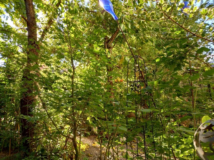  - Grădina 2022 continuare 3