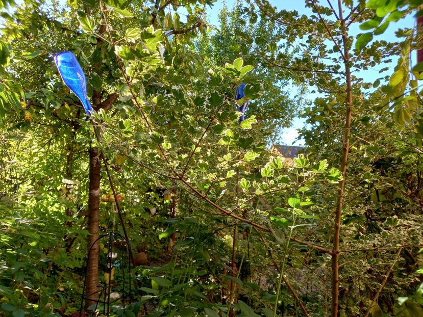  - Grădina 2022 continuare 3