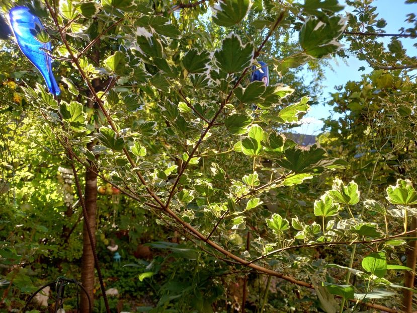  - Grădina 2022 continuare 3