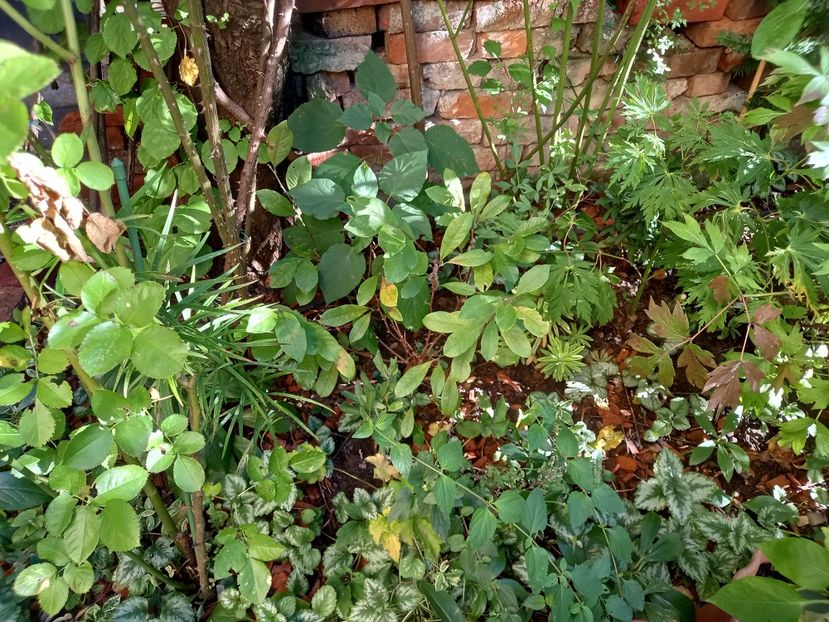  - Grădina 2022 continuare 3