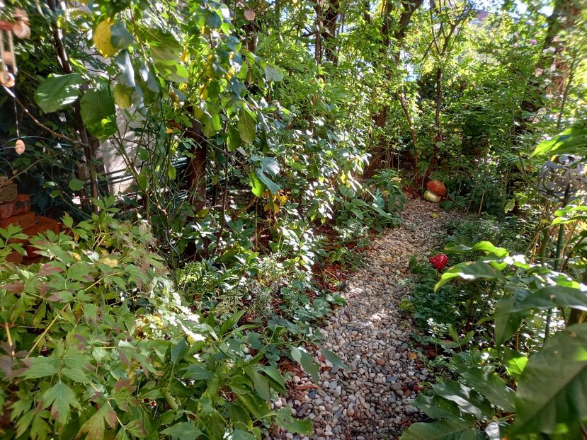  - Grădina 2022 continuare 3