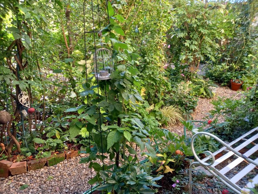  - Grădina 2022 continuare 3