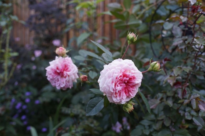  - Kurfürstin Sophie