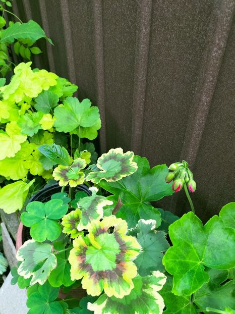 IMG20220929091850 - Septembrie 2022 vol 2