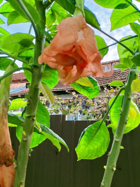 IMG20220929091745 - Septembrie 2022 vol 2