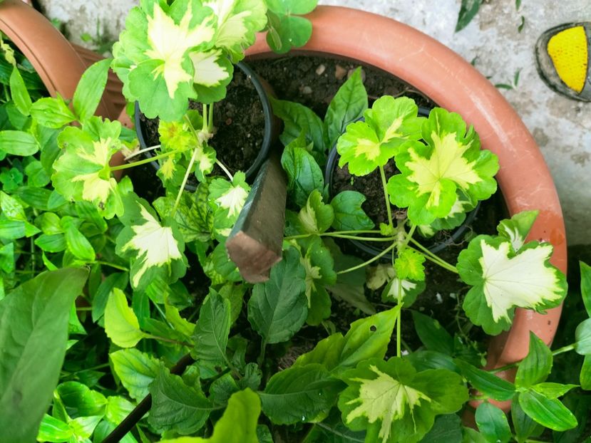 IMG20220929091726 - Septembrie 2022 vol 2