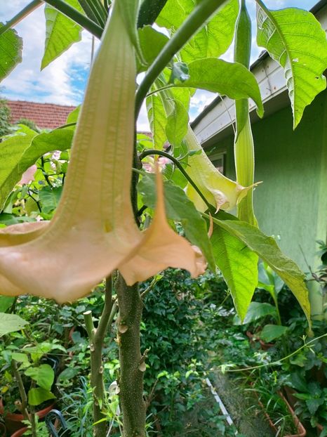 IMG20220929091550 - Septembrie 2022 vol 2