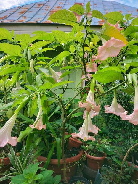 IMG20220929091527 - Septembrie 2022 vol 2