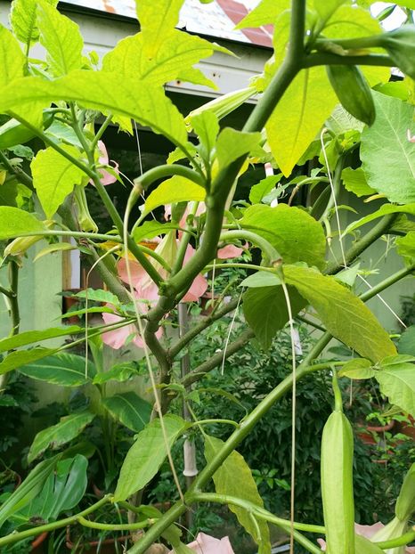 IMG20220929091519 - Septembrie 2022 vol 2