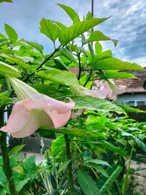 IMG20220929091503 - Septembrie 2022 vol 2