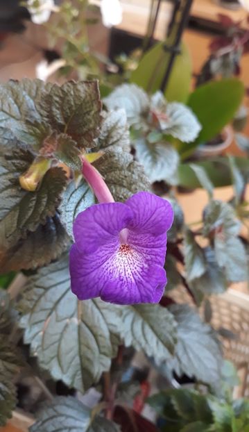  - P22 - AnYa s GOSSAMER