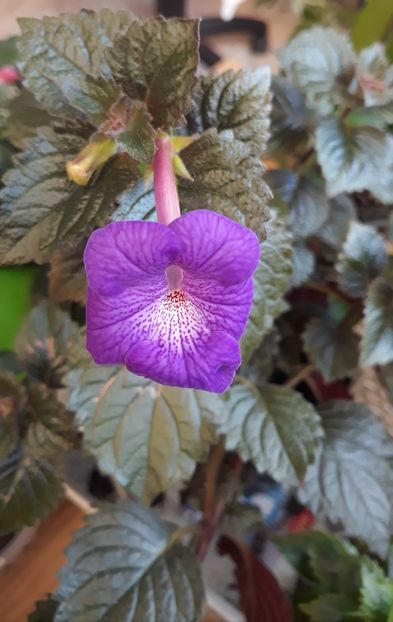  - P22 - AnYa s GOSSAMER