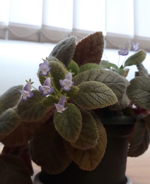  - 0001 2022 - Cathy eucodonia