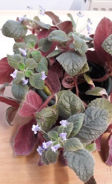  - 0001 2022 - Cathy eucodonia