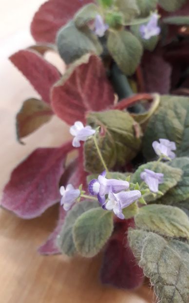  - 0001 2022 - Cathy eucodonia