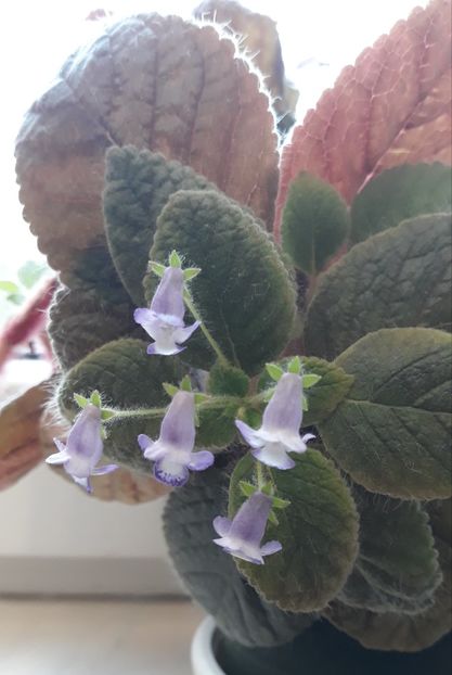  - 0001 2022 - Cathy eucodonia