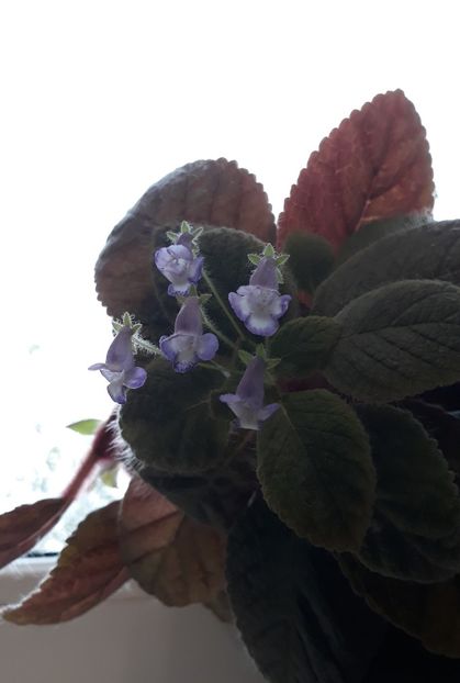  - 0001 2022 - Cathy eucodonia
