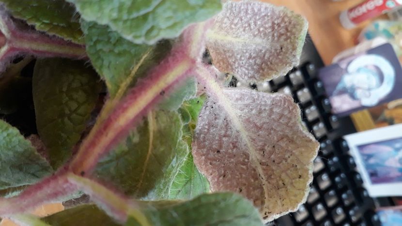 - 0001 2022 - Cathy eucodonia
