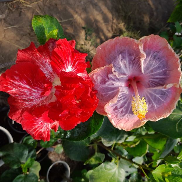 29.09.2022 - HIBISCUSI 2022-5