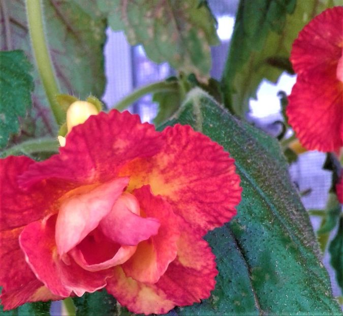  - Frumosi mei achi astazi