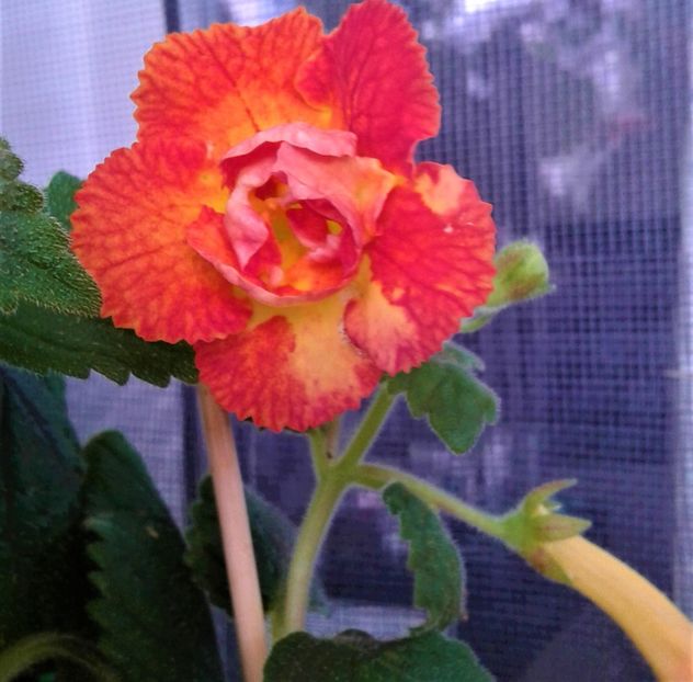  - Frumosi mei achi astazi