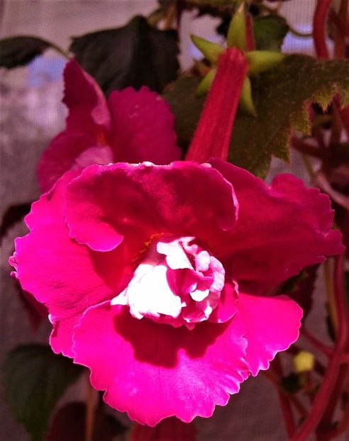  - Frumosi mei achi astazi