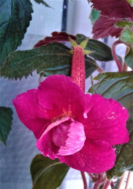  - Frumosi mei achi astazi