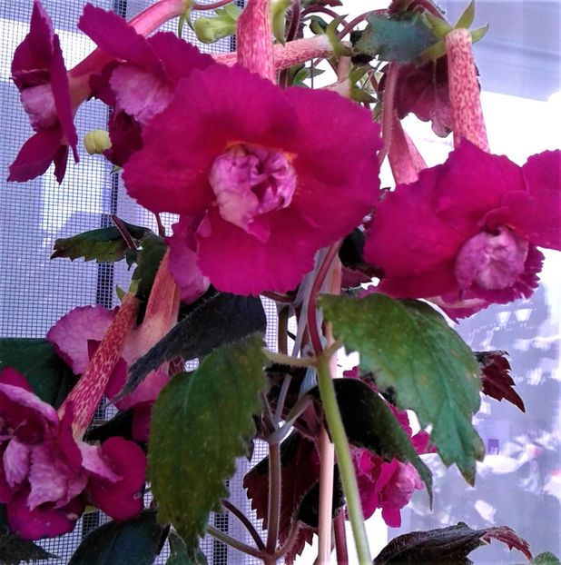  - Frumosi mei achi astazi