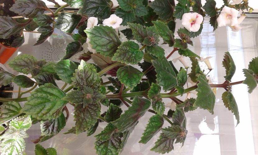  - Frumosi mei achi astazi