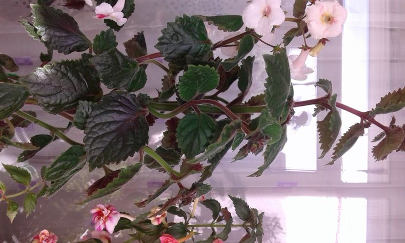  - Frumosi mei achi astazi