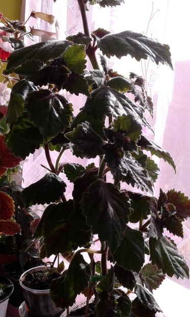  - Frumosi mei achi astazi