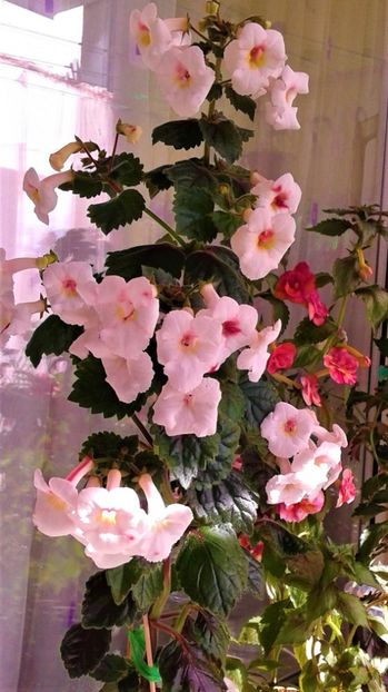  - Frumosi mei achi astazi