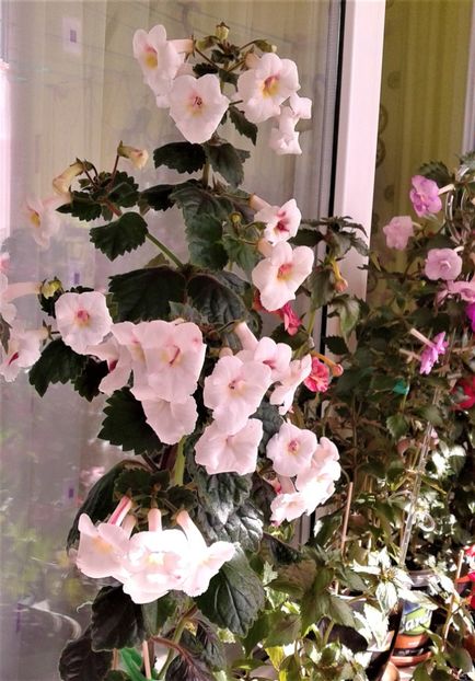  - Frumosi mei achi astazi