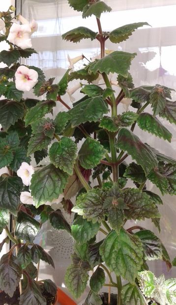 55cm - Frumosi mei achi astazi