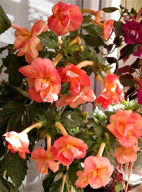 20220929_104546-1 - Frumosi mei achi astazi