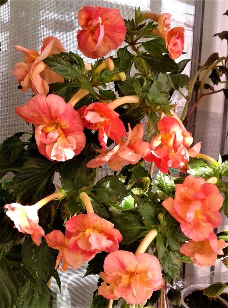 20220929_104540-2 - Frumosi mei achi astazi