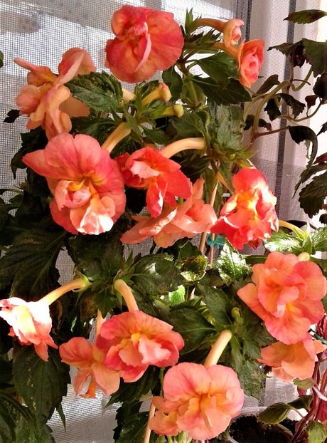 20220929_104535-3 - Frumosi mei achi astazi