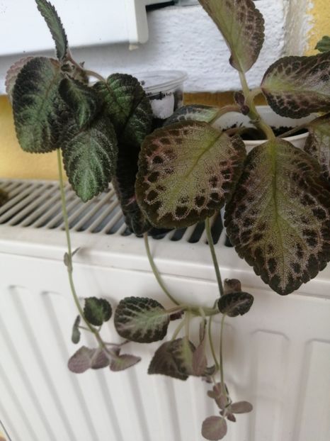 Inca doua minuni, primite de la un suflet drag! Multumesc! - EPISCIA