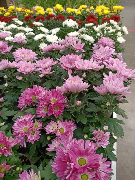 Img.2022.09.29 - Magazinul