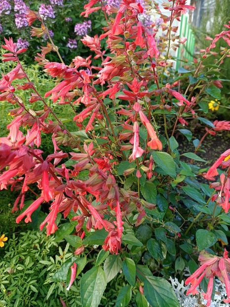 Img.2022.09.26- pe drum spre intrare sunt flori :) - Magazinul 2