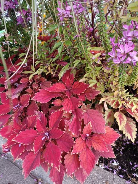 Img.2022.09.26 - Magazinul 2