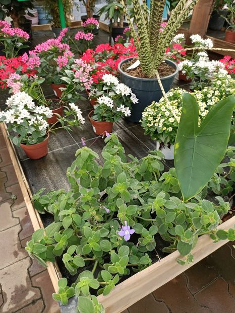 Img.2022.09.26 - Magazinul 2