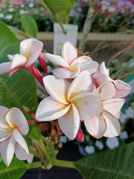 Img.2022.09.26 - Magazinul 2