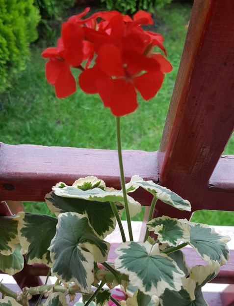  - Flower of Spring