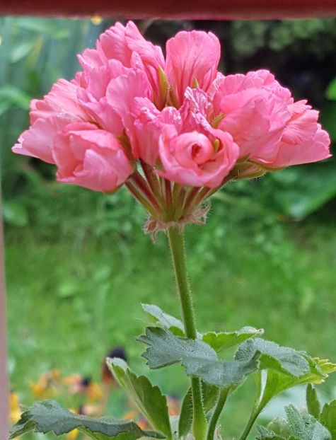  - Marie Louise pierduta 2024