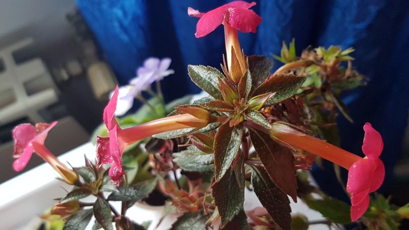 De prin jardiniera combinata... - Tarantella p
