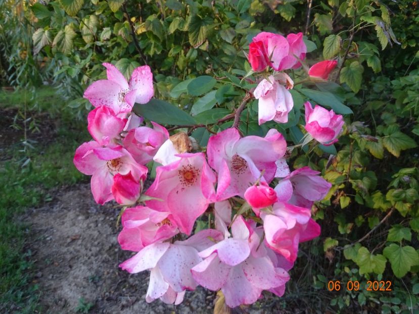  - Trandafiri 2022 3